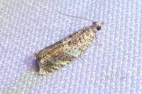 Epinotia abbreviana