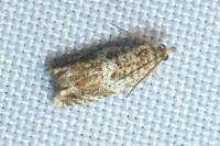 Epinotia abbreviana