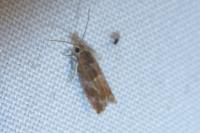 Epinotia tenerana