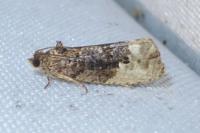 Hedya nubiferana