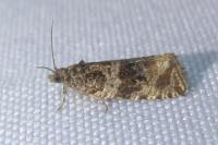 Orthotaenia undulana