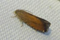 Pammene aurita