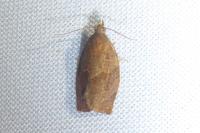 Pandemis heparana