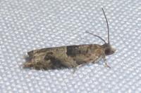 Rhopobota naevana