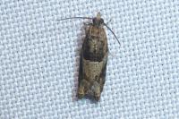 Rhopobota naevana