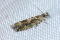 Zeiraphera isertana