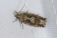 Zeiraphera isertana