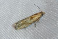 Eucosma gr. cana