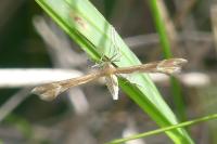 Marasmarcha lunaedactyla