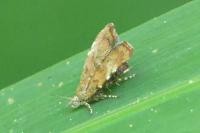 Choreutis pariana