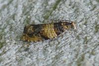 Celypha aurofasciana