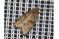 Capua vulgana