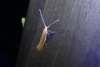 Coleophora