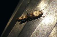 Mompha propinquella
