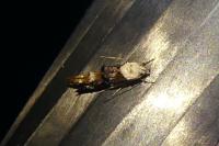 Mompha propinquella