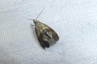 Cochylidia rupicola