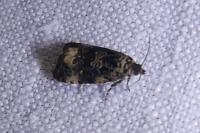 Endothenia