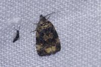 Endothenia