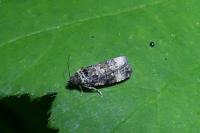 Endothenia