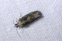 Zeiraphera isertana