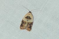 Acleris variegana