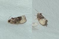 Hedya nubiferana