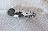 Ethmia quadrillella