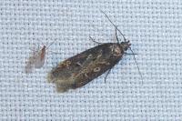 Gelechia sororculella