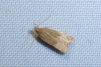 Helcystogramma rufescens