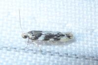 Parachronistis albiceps