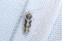 Parachronistis albiceps
