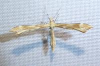 Gillmeria pallidactyla