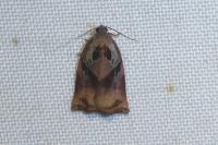 Archips podana
