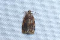 Archips xylosteana