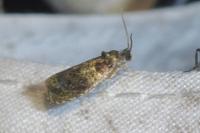Celypha aurofasciana