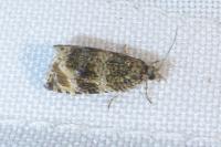 Celypha lacunana