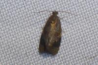 Ditula angustiorana
