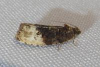 Hedya nubiferana