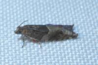 Rhopobota naevana