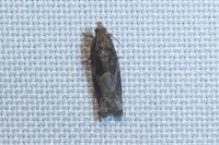 Rhopobota naevana