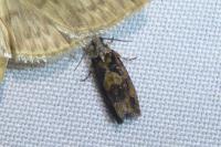 Zeiraphera isertana