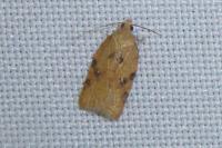 Acleris ferrugana