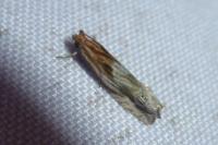 Eucosma gr. cana