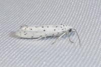 Yponomeuta