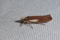 Ypsolopha parenthesella