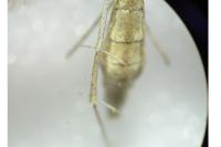 Gillmeria pallidactyla