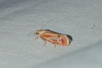 Rhyacionia buoliana