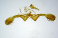 Clavigesta sylvestrana