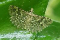 Alucita hexadactyla