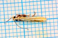 Coleophora vibicella